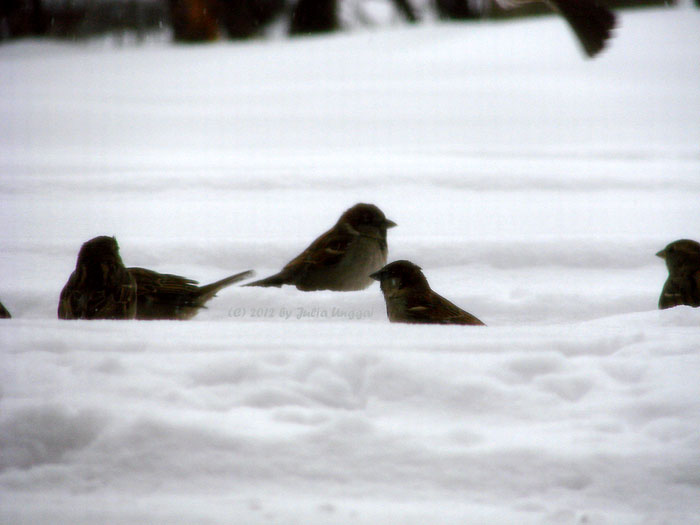 house sparrows