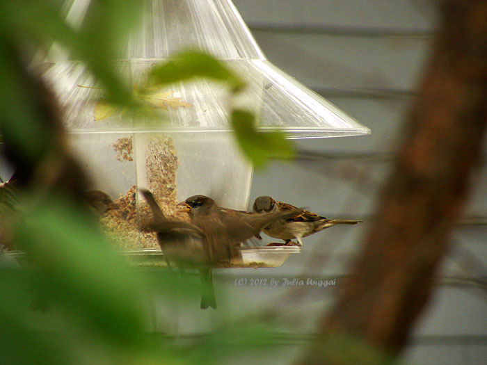 House sparrow